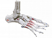 Базовый курс обучения "Подолог"